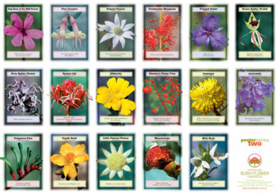 AUSTRALIAN BUSH FLOWER ESSENCES Einzelessenzen 15 ml- 69 Varianten