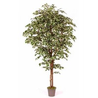 Artplants Deko Ficus Benjamini Linette, NaturstäMme, GrüN-Weiß, 250Cm