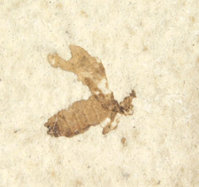 Winged INSECT FOSSIL 100% Natural From Fossil LAKE Wyoming 8.88