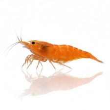Neocaridina Shrimp-ADULT SIZE- Orange Pumpkin -35 Bundle-FREE SHIPPING 