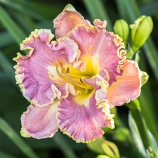 Easy to Grow Daylily Lavender Tutu 3 Plant Divisions, Summer Flowers Zones 3-9