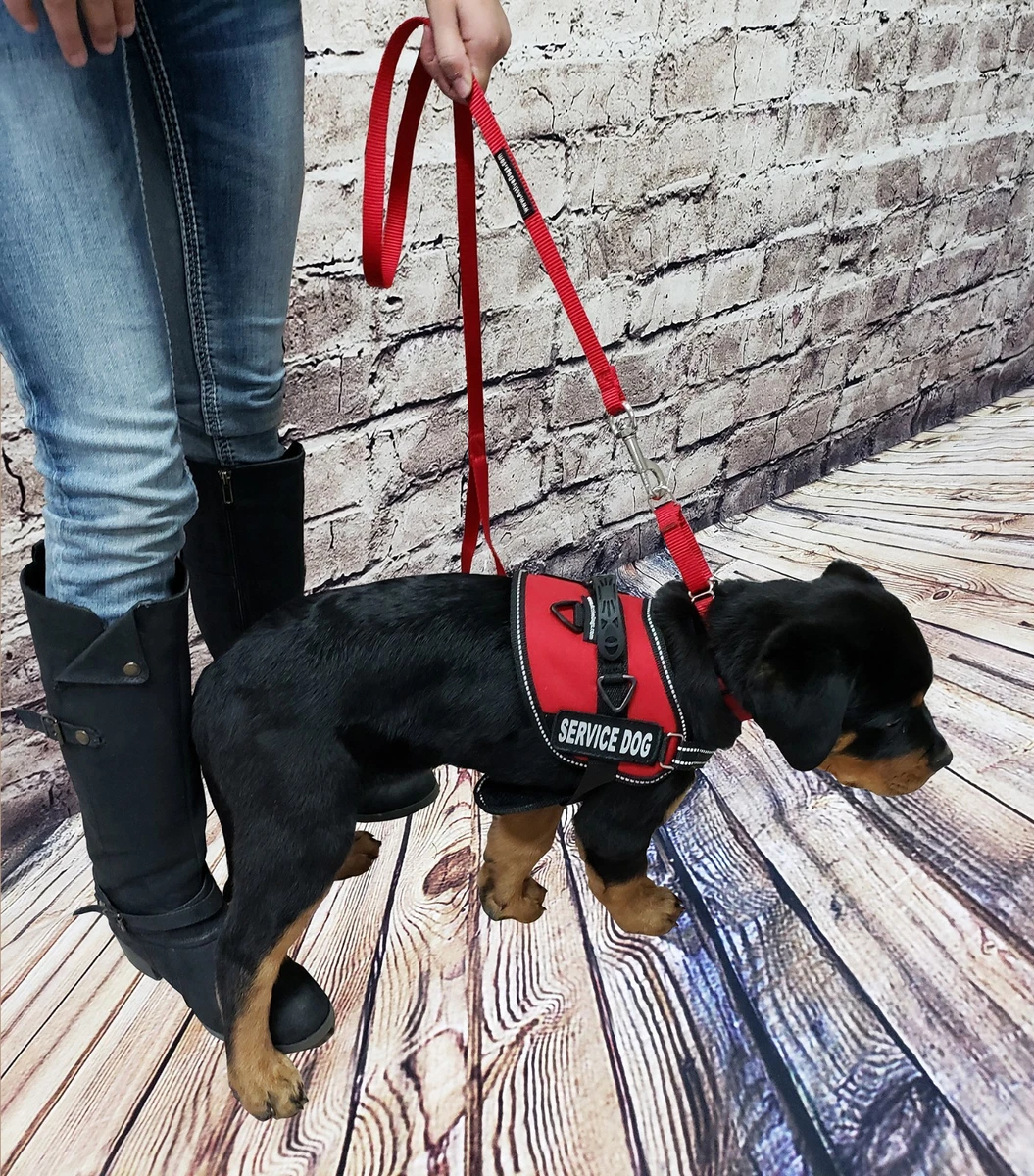 Active dogs service dog cheap vest