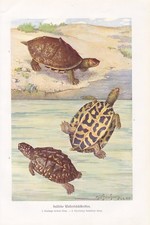 Indische Wasserschildkr&ouml;ten Schildkr&ouml;ten Farbdruck von 1912 Kachuga