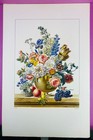 CHAZAL - MOURLOT (Imprimeur) - Planche Flore Pittoresque - Lithographie - TBE