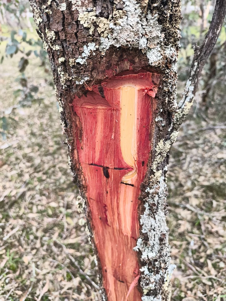 Shredded Acacia Acuminata Bark, Narrow Phylodde Variety - image 3 of 4