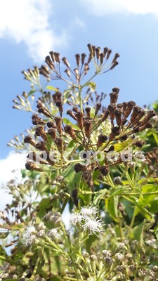 Mexican Dream Herb 10Pc Seeds Calea Zacatechichi Lucid Dream Herbal Plant |  eBay