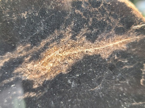 Tempskya Fossil Fern Polished Slab Utah - Picture 13 of 14
