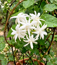 Belle of India Jasmine Plant 4" Pot - Double Jasminum Sambac Intensely Fragrant