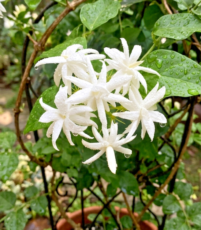 Belle of India Jasmine Plant 4" Pot - Double Jasminum Sambac Intensely Fragrant