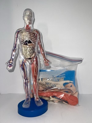 Discovery Kids Human Anatomy Model Learning Science Homeschool Removable Parts