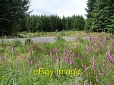Photo 6x4 Braids Burn Beattock At 250m/820ft above sea level foxgloves ar c2008