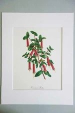 MATTED French Vintage Lithograph Engraving BOTANICAL Print - Corraea flower