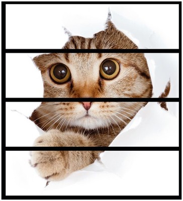 Wallario Aufkleber Möbelfolie Ikea Malm 4 Schub Katze Blick nach vorn katze loch