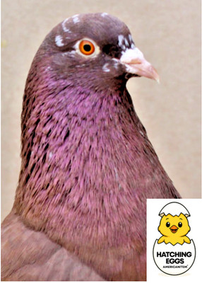 2 FERTILE HATCHING ROLLER HOMING PIGEON EGGS CH BLOODLINES SPEEDY PRIORITY MAIL