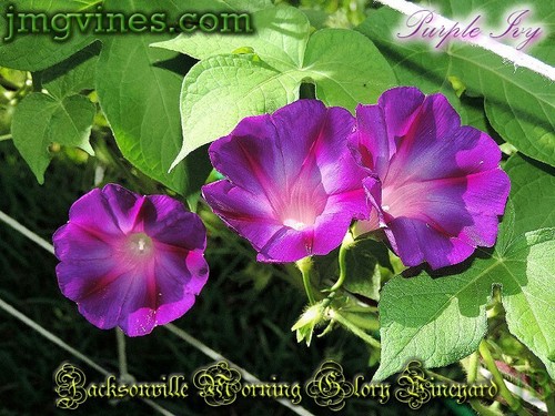 Purple Ivy Ipomoea Purpurea Morning Glory 6 Qty - Picture 5 of 6