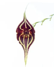 Lepanthes inca rare miniature orchid species bloom size