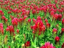 1/4 LB Crimson Red Clover Clover Seeds (Food Plot) Cover Crop 