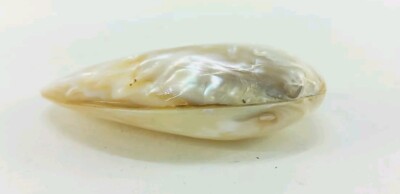 Pearlized Mussel Clam Shell Polished Seashell White Mother of Pearl