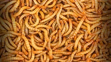 5,000 - Live Mealworms - Reptile Food
