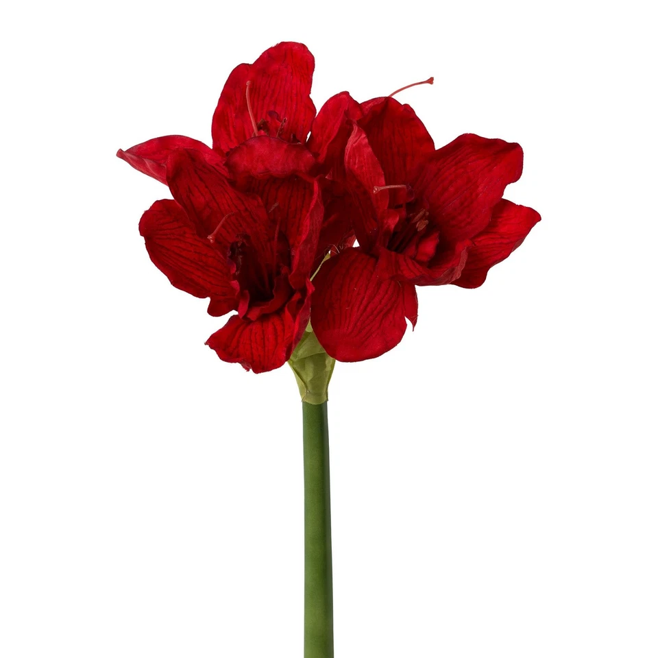 Amaryllis rot 66 Cm FWG