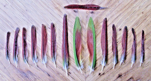 Green Cheeked Conure Tail Feathers