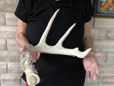57  Texas Whitetail Shed 4pt Antler Horn Deer Man Cave Decor Wreath Craft (S3)