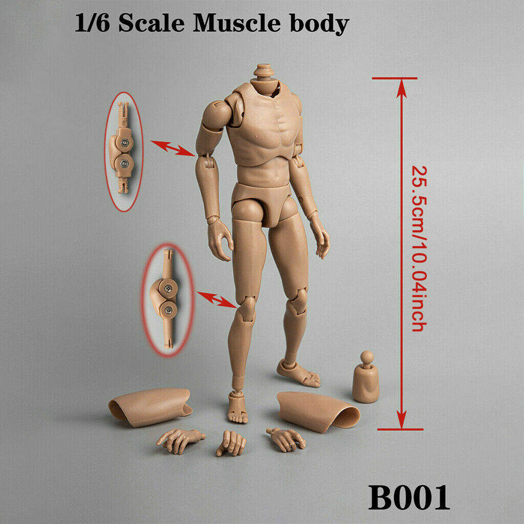 ZYTOYS 1/6 Narrow Shoulder 12