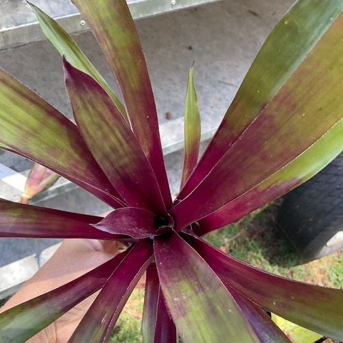 Mini / Midi Vriesea JEANIE'S FEATHER - Small Sized Grower - Bromeliad, Neo - Picture 8 of 11