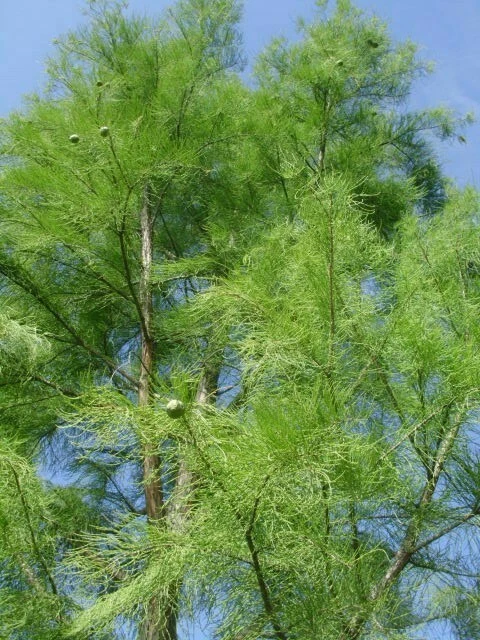 15 NUTANS POND CYPRESS SEEEDS - Taxodium ascendens " nutans " - Image 3 of 4