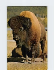 Postcard The American Bison USA