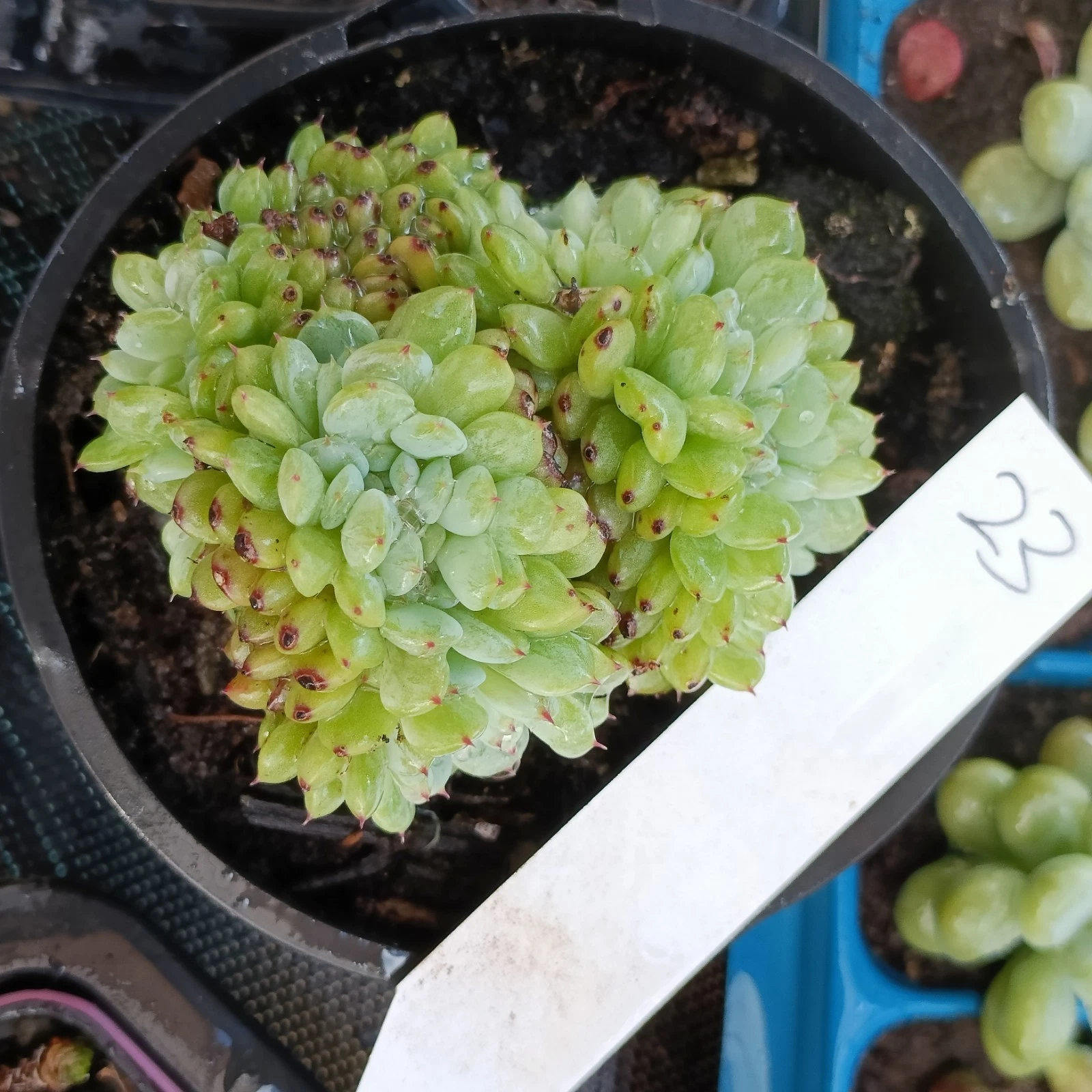 Echeveria Hani Crest , display in 10cm pot rare Succulent plant cristata 21
Opens in a new window or