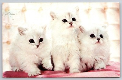 Vtg Postcard White Kittens Three MusCATteers Adorable Cats USA Posted 1968