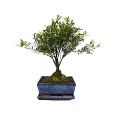 Syzigium (Brush Cherry) Bonsai Tree Broom Style -  with ceramic drip tray