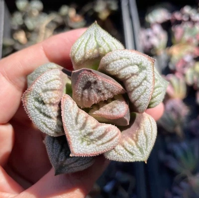 1AM SUCCULENTS Rare Succulents - Haworthia Splendens Aries (3")