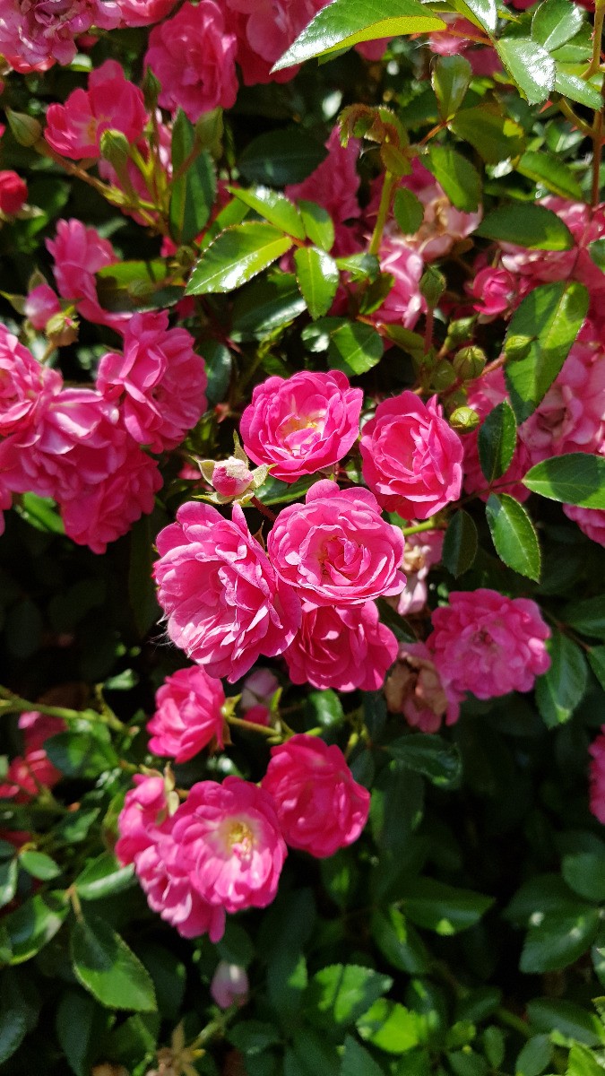 Rosier couvre-sol Pretty Fairy Rosa plante de jardin rose en pot 3L