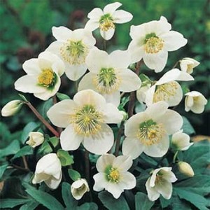 HELLEBORUS-SEEDS-CHRISTMAS-ROSE-hellebores-25-Seeds