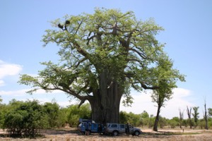 Adansonia digitata 20-1000 Samen Afrikanischer Affenbrotbaum