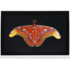 Attacus atlas MALE RESTING POSE BLACK BACKGROUND saturn moth Indonesia FRAMED
