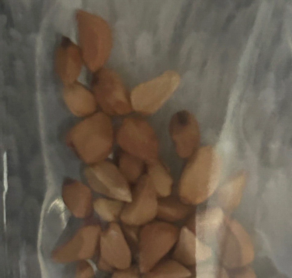 20 SEEDS for Mix color RARE CLIMBER climbing Rose flower exotic plant USA Seller - Image 2 of 2