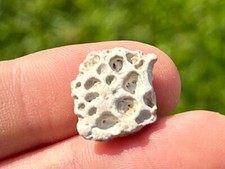 Hell Creek Fossil Crocodile Scute Armor Croc Montana Cretaceous Dinosaur Bone