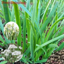 Garlic Chive Seeds | Allium Tuberosum, Chinese Chive, Chinese Leek SEEDS