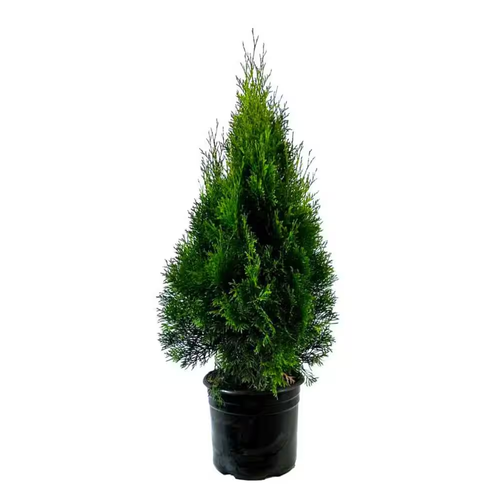 2.25 Gal. Emerald Green Arborvitae (Thuja) Live Evergreen Shrub - Picture 12 of 12