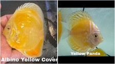 Pack of 2 Discus Fish 3.5 -4 - Live Fish Aquarium Overnight Shipping