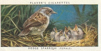 PLAYER CIGARETTES TOBACCO CARD - BIRDS & THEIR YOUNG - FEMALE HEDGE SPARROW 