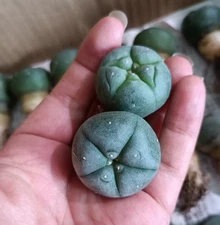 2.5~3CM  Caci Boutique mix Seeding Growth 10/30/50/100PCS