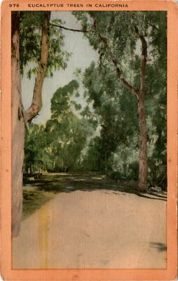 EUCALYPTUS TREES, CALIFORNIA, TASMANIA, AUSTR Postcard