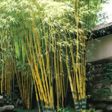 50 Bamboo Seeds Privacy Plant Garden Clumping Shade Screen " Asian Lemon"