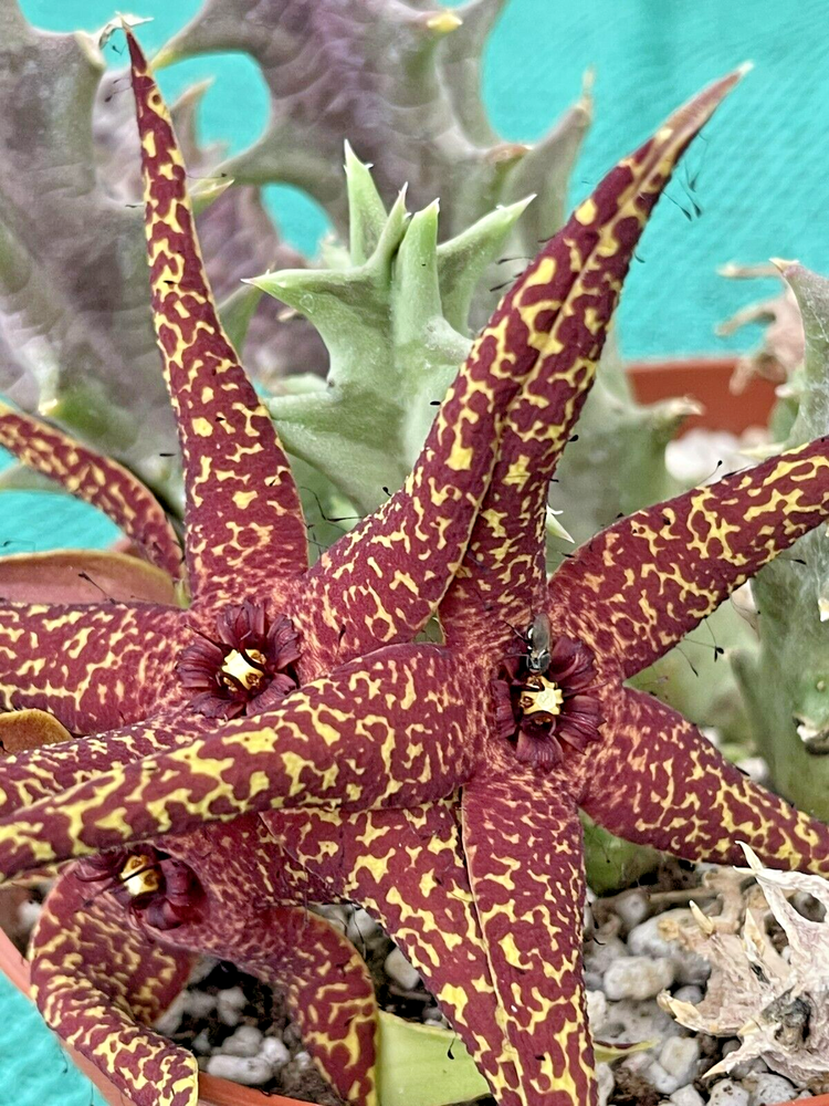 Orbea Lutea Var. Vaga Succulent Plant in 3.5 Inch Pot Well Rooted Ready to Grow