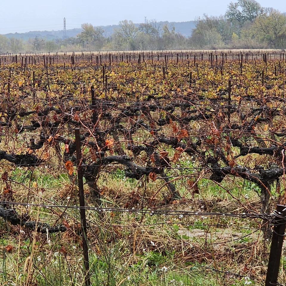  40 BULBILLES DE  POIREAUX  PERPETUELS SAUVAGES - Photo 3/4