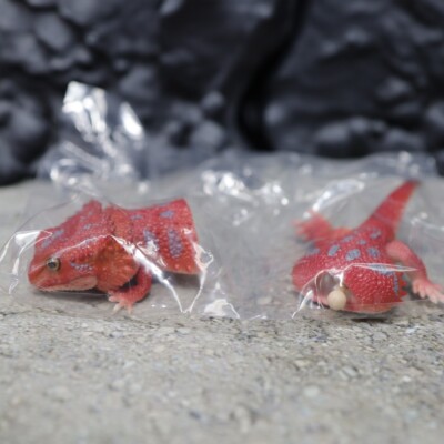 Bandai Gashapon Bearded Dragon & Armadillo Lizard Action